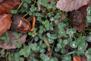 Nahaufnahme eines Waldbodens mit Eicheln, die teilweise unter Herbstlaub verborgen sind, und einer kleinen Schnecke. - ADSF53089