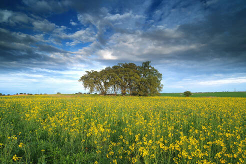 Üppiges Feld mit gelben Blumen unter einem dynamischen blauen Himmel mit dramatischen Wolken. - ADSF53092