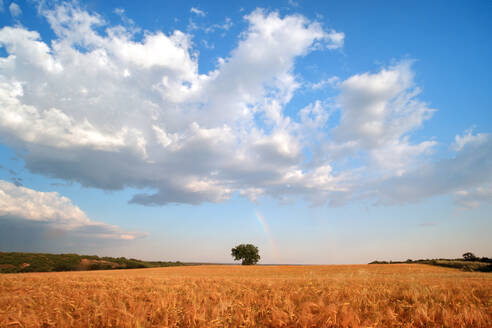 Ein einsamer Baum steht inmitten eines goldenen Weizenfeldes unter einem weiten blauen Himmel, der von flauschigen Wolken übersät ist. - ADSF53093