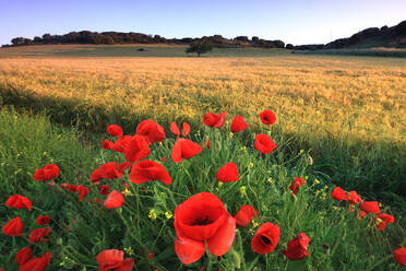 Eine heitere Landschaft mit leuchtend roten Mohnblumen in einem goldenen Feld vor einem klaren blauen Himmel während der goldenen Stunde. - ADSF53095