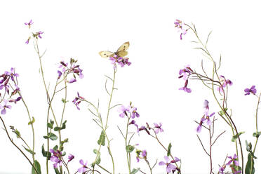 Ein zarter Kohlweißling (Pieris rapae) breitet seine Flügel auf leuchtend violetten Wildblumen vor einem sauberen weißen Hintergrund aus. - ADSF53102