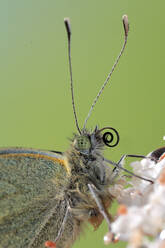 Eine monografische Nahaufnahme, die die zarten Merkmale eines Kohlweißlings, auch bekannt als Pieris rapae, in lebhaften Details vor einem grünen Hintergrund zeigt. - ADSF53105