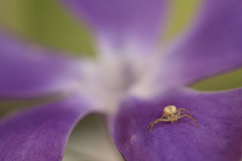 Eine zarte Krabbenspinne sitzt anmutig auf dem violetten Blütenblatt einer blühenden Blume und verschmilzt mit ihrer Umgebung. - ADSF53108