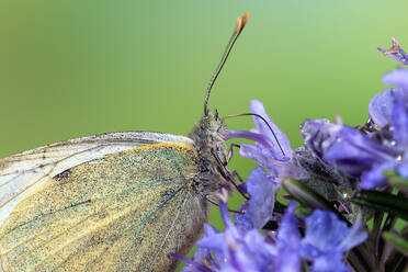 Makrofotografie, die die komplizierten Details eines Kohlweißlings (Pieris rapae) zeigt, der zart auf einer leuchtend violetten Blüte sitzt. - ADSF53110