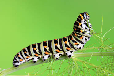 A Papilio machaon caterpillar, known as the Swallowtail butterfly larva, is shown in striking detail against a lime green background, with its distinctive pattern of black, white, and orange spots - ADSF53114