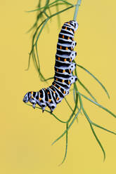 Vibrant Papilio machaon caterpillar clinging to a green stem, showcased against a contrasting yellow background - ADSF53115