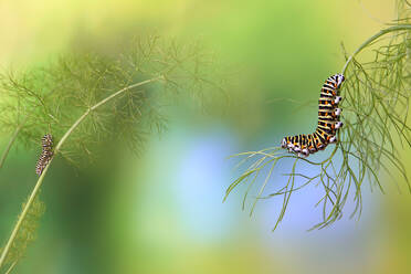 Zwei Papilio machaon-Raupen auf zarten Fenchelstängeln mit einem weichzeichnenden natürlichen grünen und blauen Hintergrund - ADSF53117