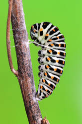 A Papilio machaon caterpillar curves around a twig, showcasing its vibrant black, white, and orange markings on a vivid green backdrop - ADSF53118