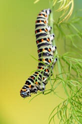 A single Papilio machaon caterpillar gracefully traverses the delicate fronds of a plant, set against a smooth lime green backdrop - ADSF53119