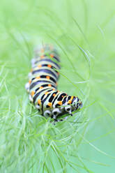 Nahaufnahme einer Raupe von Papilio machaon inmitten von üppigem Grün, mit einem weichen grünen, unscharfen Hintergrund, der die auffälligen Farben hervorhebt - ADSF53120