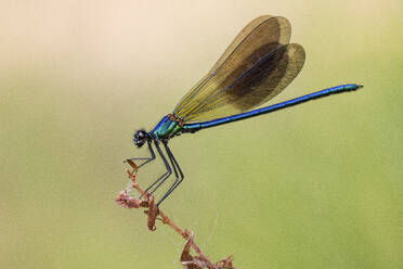 Eine lebhafte Libelle, die mit ausgebreiteten Flügeln auf einem Pflanzenstängel hockt und ihr kompliziertes Adermuster vor einem zartgrünen Hintergrund zur Geltung bringt - ADSF53125
