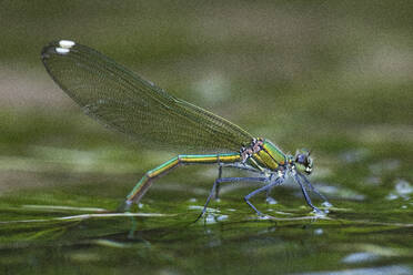 A damselfly with shimmering wings delicately touches the water surface among aquatic plants - ADSF53128
