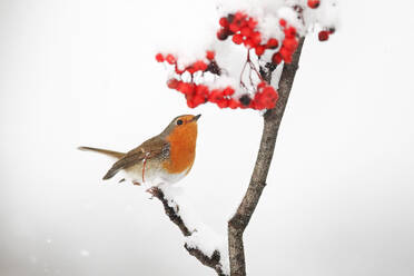A robin perched on a snow-covered branch with red berries against a white background - ADSF53129