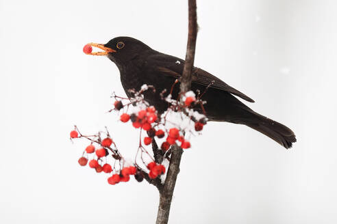 Eine Amsel, die eine rote Beere im Schnabel hält, während sie auf einem verschneiten, mit roten Beeren geschmückten Zweig hockt - ADSF53130