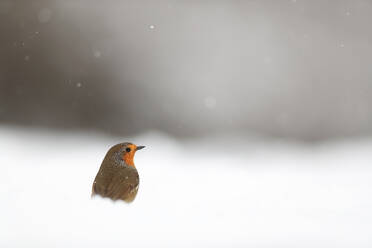 A solitary robin is nestled in a snowy landscape with a soft, muted background and gentle snowflakes falling - ADSF53134