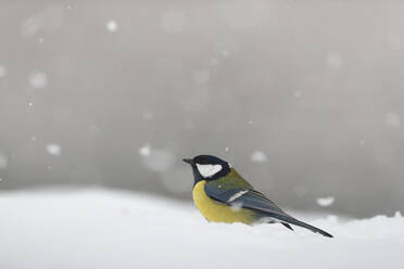 A Great Tit braves a snowstorm, perched on a white snowy surface with a muted gray background - ADSF53135