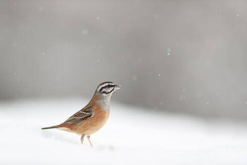 Ein gebänderter Rufous-collared Sparrow steht anmutig in einer verschneiten Umgebung mit leichtem Schneefall herum - ADSF53140