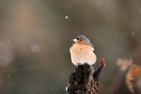 A Chaffinch is perched on a charred stump, puffing its feathers against a backdrop of falling snowflakes - ADSF53143