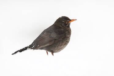A blackbird with dark plumage and a bright orange beak stands out against a snowy white background - ADSF53145