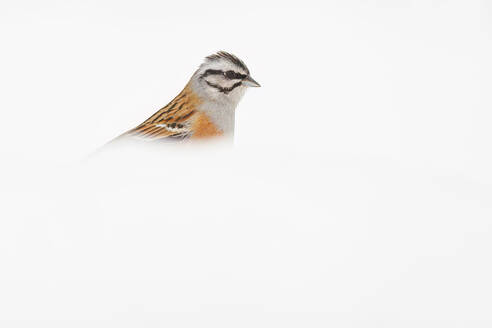 Ein Rufous-collared Sparrow sticht in einem minimalistischen weißen Raum hervor, sein detailliertes Gefieder bildet einen sanften Kontrast - ADSF53152