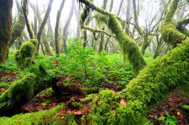 Mystischer, in Moos gehüllter Lorbeerwald auf La Gomera mit nebliger Atmosphäre, der die einzigartige Flora während der Blütezeit der Kanarischen Geranie einfängt - ADSF53153