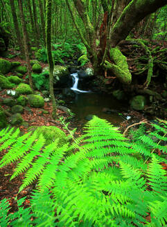 Üppige grüne Farne umrahmen einen kleinen Bach, der über moosbewachsene Steine im Laurisilva-Wald von La Gomera fließt - ADSF53156