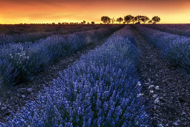 France, Alpes-de-Haute-Provence, Valensole, lavender field at twilight stock  photo