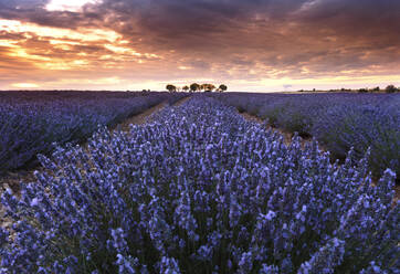 A serene lavender field basking under a striking sunset sky, radiating vibrant colors and a sense of tranquility - ADSF53168