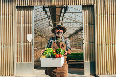 Ein älterer Landwirt bei der Arbeit auf seinem Bauernhof und in seinem Gewächshaus - ein Konzept für die Landwirtschaft, die Farnindustrie und eine gesunde Lebensweise im Alter - DMDF09932