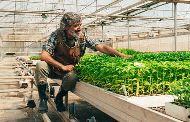 Farmer senior man working in his farm and greenhouse. Concept about agriculture, farn industry, and healthy lifestyle during seniority age - DMDF09947