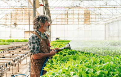 Ein älterer Landwirt bei der Arbeit auf seinem Bauernhof und in seinem Gewächshaus - ein Konzept für die Landwirtschaft, die Farnindustrie und eine gesunde Lebensweise im Alter - DMDF09960