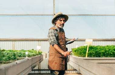 Ein älterer Landwirt bei der Arbeit auf seinem Bauernhof und in seinem Gewächshaus - ein Konzept für die Landwirtschaft, die Farnindustrie und eine gesunde Lebensweise im Alter - DMDF10008