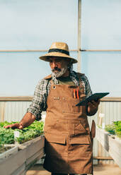Ein älterer Landwirt bei der Arbeit auf seinem Bauernhof und in seinem Gewächshaus - ein Konzept für die Landwirtschaft, die Farnindustrie und eine gesunde Lebensweise im Alter - DMDF10017