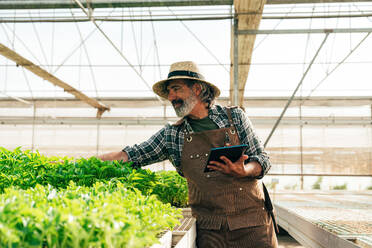 Farmer senior man working in his farm and greenhouse. Concept about agriculture, farn industry, and healthy lifestyle during seniority age - DMDF10022