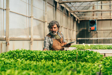 Farmer senior man working in his farm and greenhouse. Concept about agriculture, farn industry, and healthy lifestyle during seniority age - DMDF10045