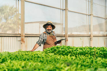 Farmer senior man working in his farm and greenhouse. Concept about agriculture, farn industry, and healthy lifestyle during seniority age - DMDF10047