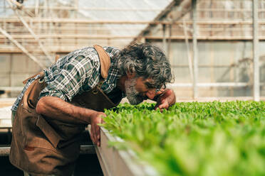 Farmer senior man working in his farm and greenhouse. Concept about agriculture, farn industry, and healthy lifestyle during seniority age - DMDF10054