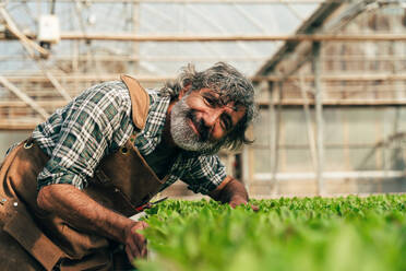 Farmer senior man working in his farm and greenhouse. Concept about agriculture, farn industry, and healthy lifestyle during seniority age - DMDF10057