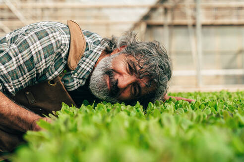 Ein älterer Landwirt bei der Arbeit auf seinem Bauernhof und in seinem Gewächshaus - ein Konzept für die Landwirtschaft, die Farnindustrie und eine gesunde Lebensweise im Alter - DMDF10058