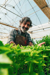 Farmer senior man working in his farm and greenhouse. Concept about agriculture, farn industry, and healthy lifestyle during seniority age - DMDF10060