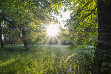 Sunlight shining through trees in park at Munich, Bavaria, Germany - MAMF02936