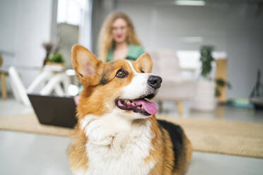 Corgi dog with woman in background at home - MDOF01843