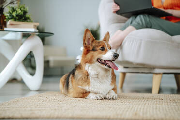 Corgi dog sitting on carpet with woman in background at home - MDOF01847