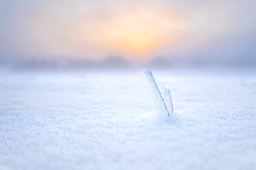 Germany, Hesse, Hunfelden, Frosted plant in snow - MHF00775