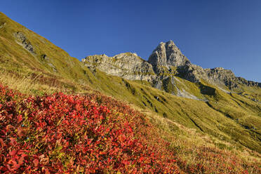 Österreich, Tirol, Herbstflora auf der Kalkwand - ANSF00745