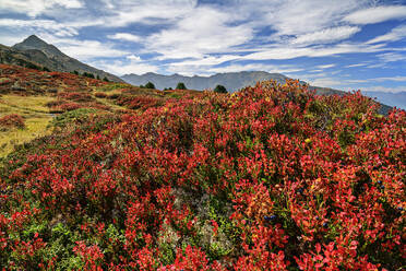 Österreich, Tirol, Rote Herbstflora auf dem Rosskopf - ANSF00764