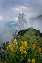 A towering rock formation rises dramatically through a veil of fog in the Appenzell region, framed by vibrant yellow wildflowers and lush greenery. - ADSF53179