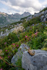 Alpine landscape with a snail on a rock surrounded by wildflowers in Appenzell. - ADSF53183