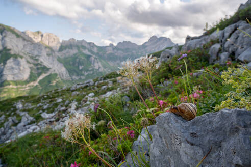 Close-up of a snail on a rock amidst wildflowers with the Appenzell mountains in the background at dusk. - ADSF53184