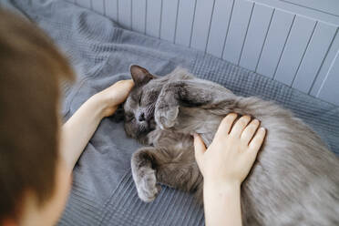 Boy stroking cat lying down on bed at home - ELMF00051